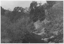 Sonoma Creek near Glen Ellen