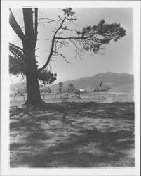 Dolcini Ranch, Petaluma, California, 1960