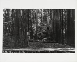 Redwoods, Bohemian Grove