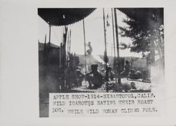 Apple Show, 1914, Sebastopol, California,--wild Igarotes [sic] eating their roast dog, while wild woman climbs pole