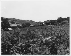 Unidentified Sonoma County vineyard and vineyard buildings, photographed between 1948 and 1965