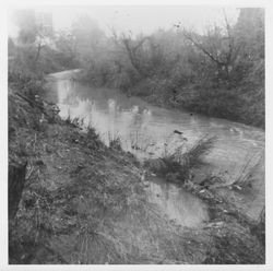 Santa Rosa Creek, looking upstream from A Street bridge