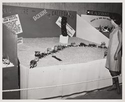 California agriculture exhibit at the Sonoma County Fair, Santa Rosa, California, July 16, 1964