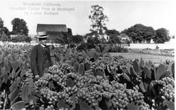 Wonderful California. Abundant Cactus Fruit as developed by Luther Burbank