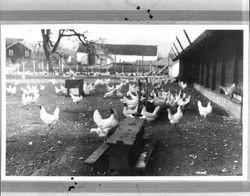 Free range chickens, Petaluma, California, about 1920