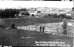 Birds eye view of poultry, fruit farms and Eucalyptus groves, Petaluma, Cal