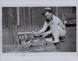 James J. Larsen at the family egg ranch, Mountain View Avenue, Petaluma, California, in the 1940s