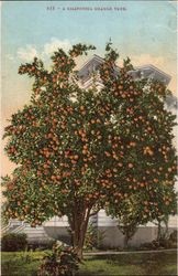 California orange tree