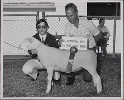 Sonoma-Marin Fair exhibitor Keith Buckman with FFA champion ewe, Petaluma, California, about 1978