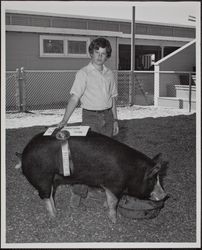 Sonoma-Marin Fair exhibitor with champion sow, Petaluma, California
