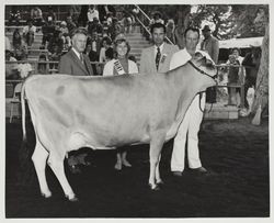 Fair personnel and Dairy Queen with Guernsey cow