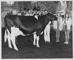 Holstein dairy cow and Dairy Princess at Sonoma County Fair, 1972