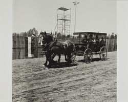 Dray team at Farmer's Day at the Sonoma County Fair, Santa Rosa, California, 1986