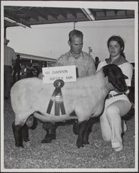 Sonoma-Marin Fair exhibitor with 4H champion Suffolk Ram, Petaluma, California