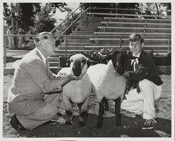 Rick Jacobsen exhibiting two sheep at the Sonoma County Fair, Santa Rosa, California