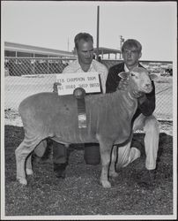 Sonoma-Marin Fair exhibitor Fred Jorgensen with FFA champion sheep, Petaluma, California