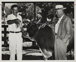 Showmen with Jersey bull at the Sonoma County Fair, Santa Rosa, California, July 15, 1956