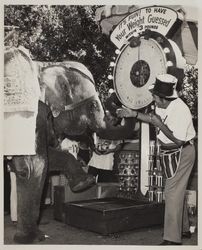 David Fine guesses weight at the Sonoma County Fair Carnival, Santa Rosa, California