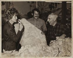 Judging sheep wool at the Sonoma County Fair, Santa Rosa, California