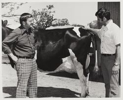 Tom Nunes exhibits Holstein at the Sonoma County Fair, Santa Rosa, California, 1975