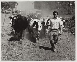 Tom Nunes with his Holstein, Nunesdale Dairy of the Year 1975 at the Sonoma County Fair, Santa Rosa, California