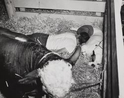 Ralph Ahl and his Hereford at the Sonoma County Fair, Santa Rosa, California, about 1970