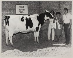 Dairy cow at the Sonoma County Fair, 1984