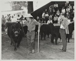 Livestock auction at the Sonoma County Fair, Santa Rosa, California