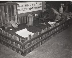 4H Club lamb fleece exhibit at the Sonoma County Fair, Santa Rosa, California