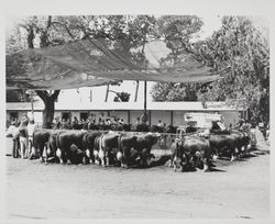 Judging Hereford cattle at the Sonoma County Fair, Santa Rosa, California