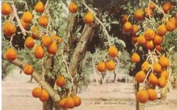 Pear tree with ripe golden yellow pears, postmarked San Francisco, August 30, 1913