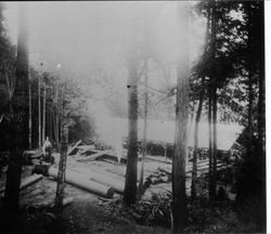 Logging saw mill at Surgeon's Mill in Occidental, 1928 amidst the redwoods