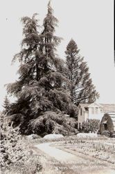 Cedar of Lebanon tree next to Luther Burbank home and garden in Santa Rosa