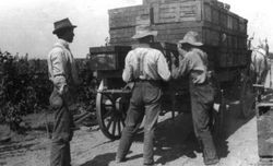 Three men work on a horse drawn wagon full of fruit boxes--possibly apples or berries on the Garbo orchard,, about 1910