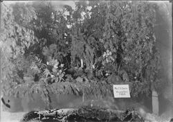Gravenstein Apple Show exhibit, about 1915 in Sebastopol, showing display of plants and flowers from Mrs. T. R. Smith, Willow Dale Farm