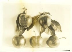 Five plum specimen from Burbank Experiment Farm