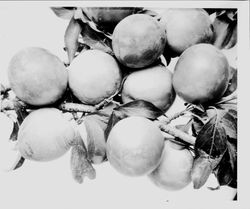 Plums MM-2 (E.T.) on a branch, July 1929