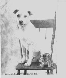 Dog and small kitten on a wooden chair