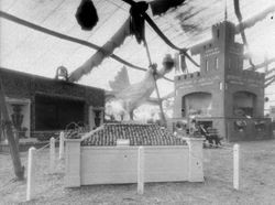 Gravenstein Apple Show display of a large chicken standing among apples