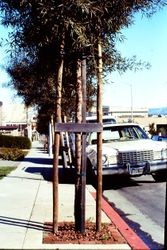 View east on the 7100 block of Bodega Avenue, Sebastopol, California, January, 1980