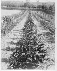 Luther Burbank's Gold Ridge Experiment Farm in Sebastopol with rows of plants possibly amaranths