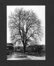 Black walnut "Miller" on the Miller Ranch on Bodega Road between Sebastopol and Santa Rosa, spring 1930