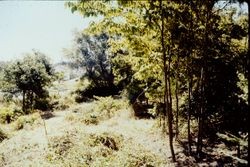 Gold Ridge Experiment Farm under restoration