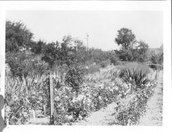 Several rows of possibly Rambler Rose in Sebastopol at Burbank Experiment Farm