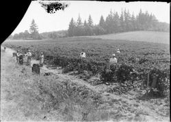 Large field of berries with a group of men and women berry pickers, about 1915