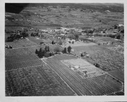 Hallberg Graton home on Oak Grove Avenue surrounded by apple orchards 1950