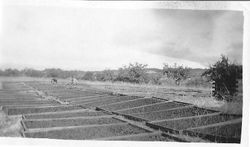 Dick Richard's Dry Yard of Prunes in Windsor, 1920s