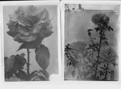 Gold Ridge Experiment Farm roses