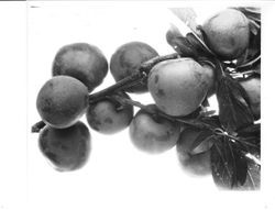 Plums BB-16 (E Br) on a branch, July 1929