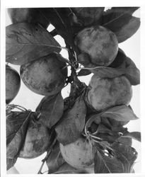 Plums on a branch--Plums K-22 Aug 1929, Elephant Heart